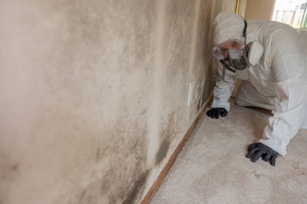 Best Mold Odor Removal Services  in Runnemede, NJ